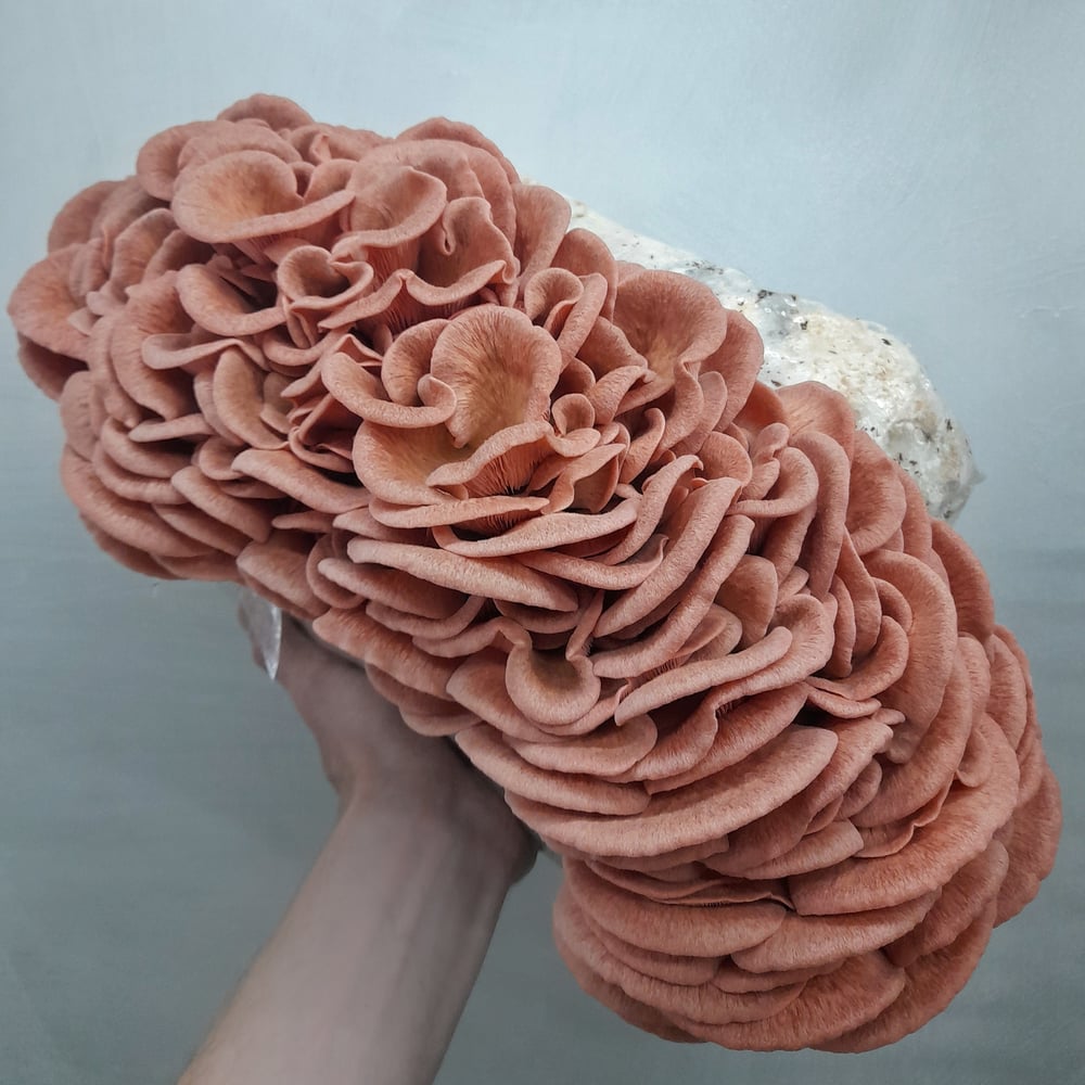 Image of Pink Oyster Grow Block